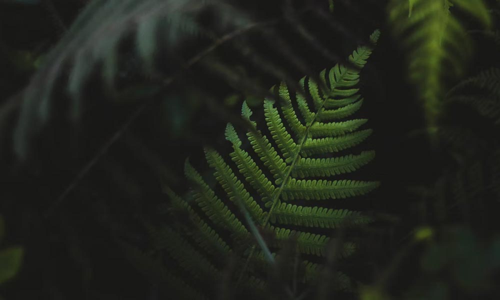 Te Koha Gallery New Zealand Pounamu carver gallery