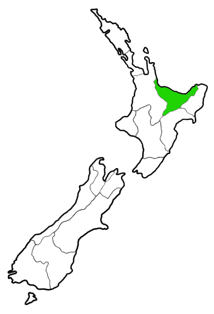 Pounamu Greenstone in bay of Plenty