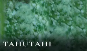 Tahutahi pounamu texture, rich green nephrite with a white snowflake effect